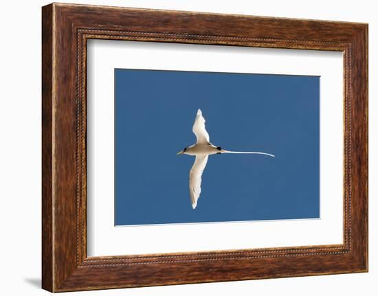 White-Tailed Tropicbird (Phaethon Lepturus), Fregate Island, Seychelles, Indian Ocean, Africa-Sergio Pitamitz-Framed Photographic Print