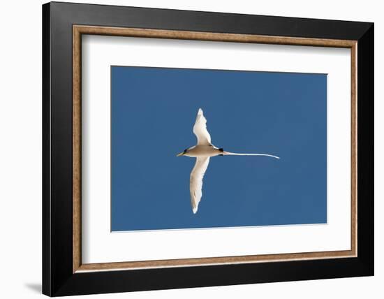 White-Tailed Tropicbird (Phaethon Lepturus), Fregate Island, Seychelles, Indian Ocean, Africa-Sergio Pitamitz-Framed Photographic Print