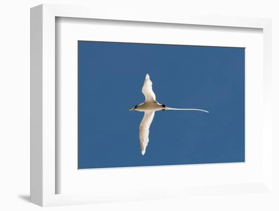 White-Tailed Tropicbird (Phaethon Lepturus), Fregate Island, Seychelles, Indian Ocean, Africa-Sergio Pitamitz-Framed Photographic Print