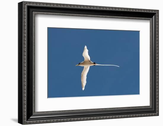 White-Tailed Tropicbird (Phaethon Lepturus), Fregate Island, Seychelles, Indian Ocean, Africa-Sergio Pitamitz-Framed Photographic Print