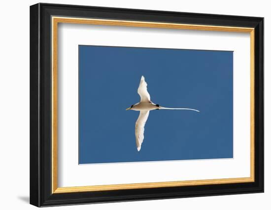 White-Tailed Tropicbird (Phaethon Lepturus), Fregate Island, Seychelles, Indian Ocean, Africa-Sergio Pitamitz-Framed Photographic Print