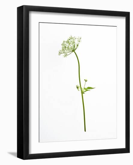 White Tears-Will Wilkinson-Framed Photographic Print