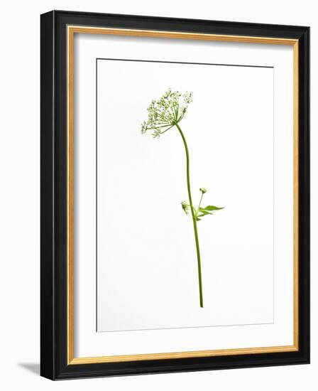 White Tears-Will Wilkinson-Framed Photographic Print