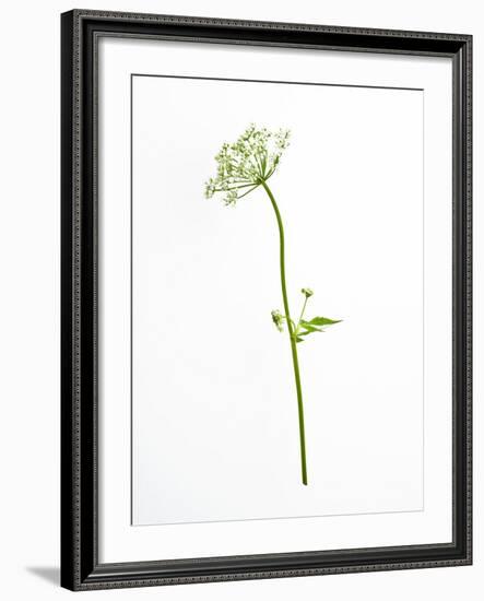 White Tears-Will Wilkinson-Framed Photographic Print