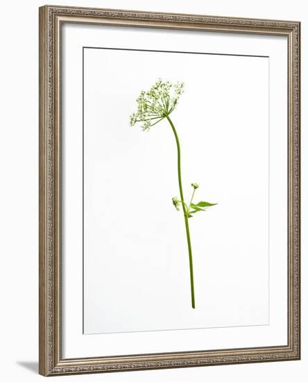 White Tears-Will Wilkinson-Framed Photographic Print