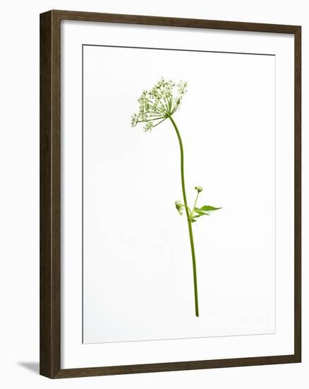 White Tears-Will Wilkinson-Framed Photographic Print