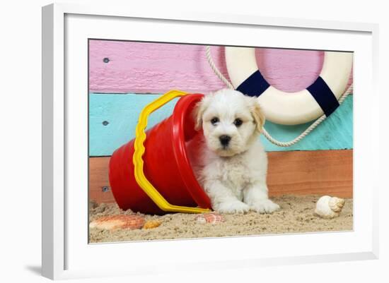 White Teddy Bear Puppy at the Beach in a Bucket-null-Framed Photographic Print