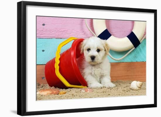 White Teddy Bear Puppy at the Beach in a Bucket-null-Framed Photographic Print