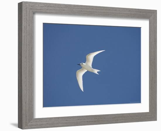 White Tern, Bird Island, Tikehau, Tuamotu Archipelago, French Polynesia, Pacific Islands, Pacific-Sergio Pitamitz-Framed Photographic Print
