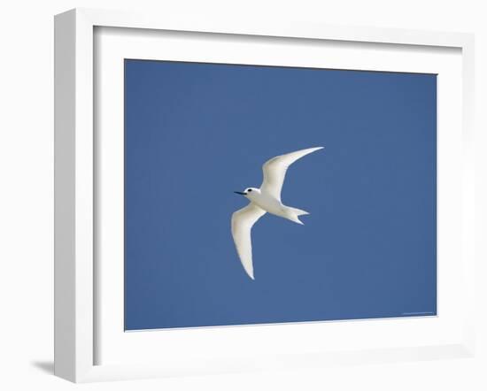 White Tern, Bird Island, Tikehau, Tuamotu Archipelago, French Polynesia, Pacific Islands, Pacific-Sergio Pitamitz-Framed Photographic Print