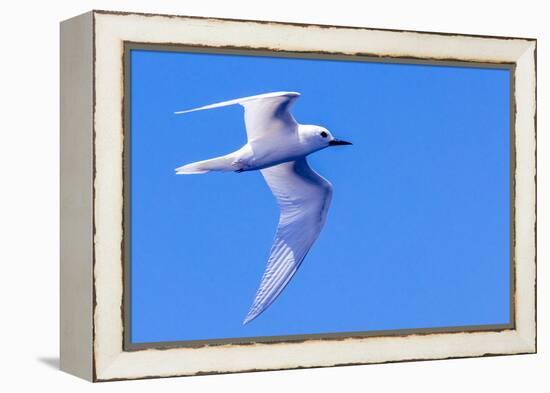 White Tern in Hawaiian a Manu-o-Ku in flight. Waikiki.-Tom Norring-Framed Premier Image Canvas