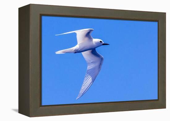 White Tern in Hawaiian a Manu-o-Ku in flight. Waikiki.-Tom Norring-Framed Premier Image Canvas