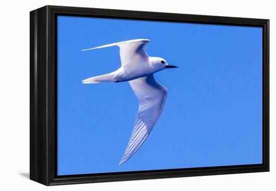 White Tern in Hawaiian a Manu-o-Ku in flight. Waikiki.-Tom Norring-Framed Premier Image Canvas