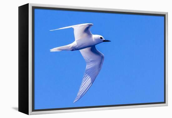 White Tern in Hawaiian a Manu-o-Ku in flight. Waikiki.-Tom Norring-Framed Premier Image Canvas