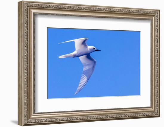 White Tern in Hawaiian a Manu-o-Ku in flight. Waikiki.-Tom Norring-Framed Photographic Print