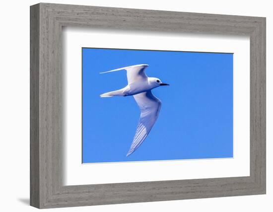 White Tern in Hawaiian a Manu-o-Ku in flight. Waikiki.-Tom Norring-Framed Photographic Print