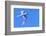 White Tern in Hawaiian a Manu-o-Ku in flight. Waikiki.-Tom Norring-Framed Photographic Print