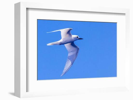 White Tern in Hawaiian a Manu-o-Ku in flight. Waikiki.-Tom Norring-Framed Photographic Print