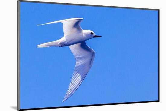 White Tern in Hawaiian a Manu-o-Ku in flight. Waikiki.-Tom Norring-Mounted Photographic Print