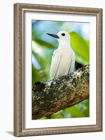 White Tern-Peter Chadwick-Framed Photographic Print