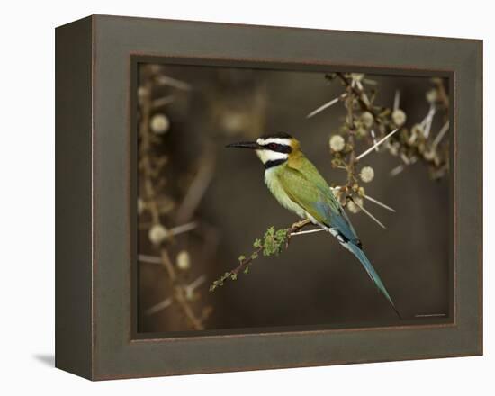 White-Throated Bee-Eater (Merops Albicollis) Perched in an Acacia Tree, Samburu Game Reserve, Kenya-James Hager-Framed Premier Image Canvas