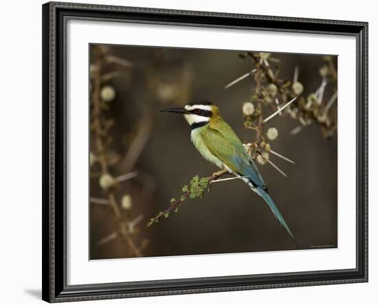 White-Throated Bee-Eater (Merops Albicollis) Perched in an Acacia Tree, Samburu Game Reserve, Kenya-James Hager-Framed Photographic Print