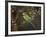 White-Throated Bee-Eater (Merops Albicollis) Perched in an Acacia Tree, Samburu Game Reserve, Kenya-James Hager-Framed Photographic Print