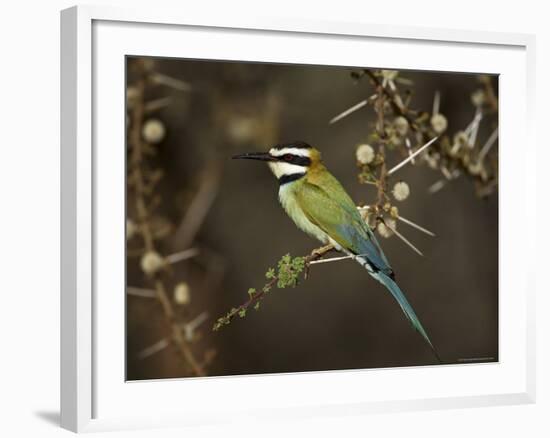 White-Throated Bee-Eater (Merops Albicollis) Perched in an Acacia Tree, Samburu Game Reserve, Kenya-James Hager-Framed Photographic Print