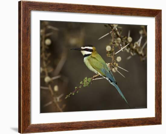 White-Throated Bee-Eater (Merops Albicollis) Perched in an Acacia Tree, Samburu Game Reserve, Kenya-James Hager-Framed Photographic Print