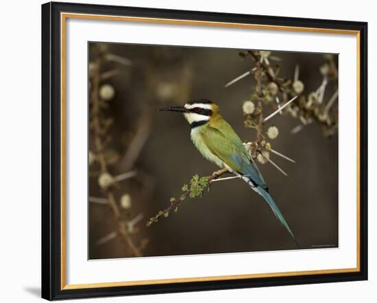 White-Throated Bee-Eater (Merops Albicollis) Perched in an Acacia Tree, Samburu Game Reserve, Kenya-James Hager-Framed Photographic Print