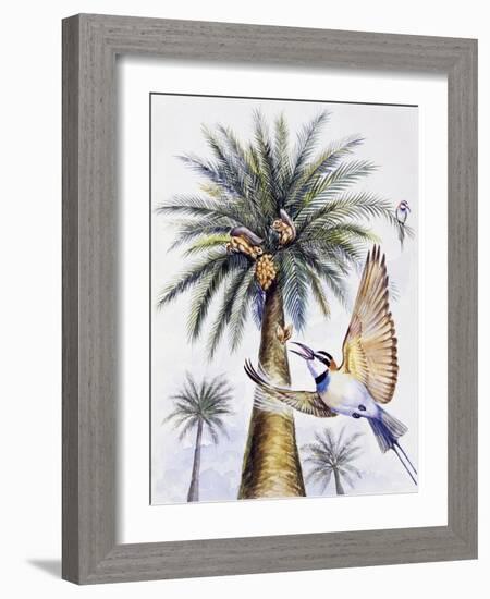 White-Throated Bee-Eater (Merops Albicollis)-null-Framed Giclee Print