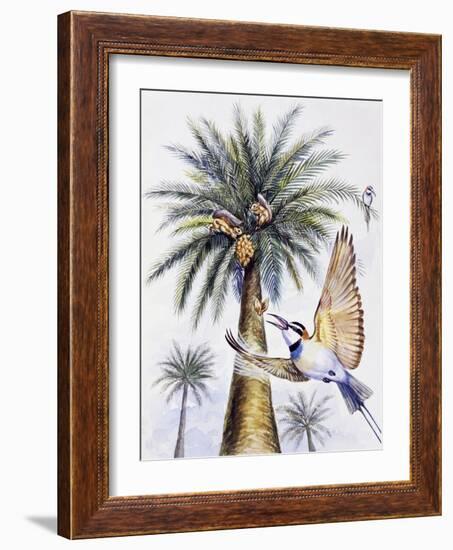 White-Throated Bee-Eater (Merops Albicollis)-null-Framed Giclee Print