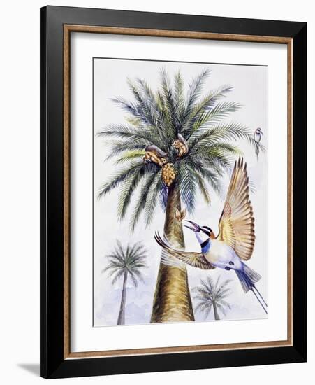 White-Throated Bee-Eater (Merops Albicollis)-null-Framed Giclee Print