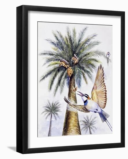 White-Throated Bee-Eater (Merops Albicollis)-null-Framed Giclee Print