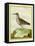 White-Throated Dipper-Georges-Louis Buffon-Framed Premier Image Canvas