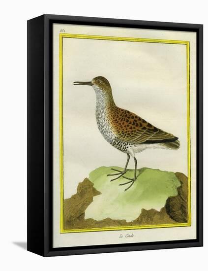 White-Throated Dipper-Georges-Louis Buffon-Framed Premier Image Canvas