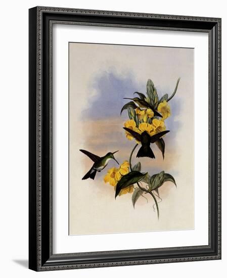 White-Throated Emerald, Thaumatias Leucogaster-John Gould-Framed Giclee Print