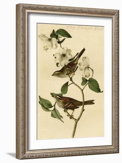 White Throated Finch-John James Audubon-Framed Art Print