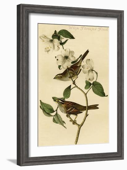 White Throated Finch-John James Audubon-Framed Art Print