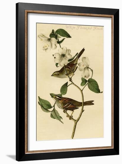 White Throated Finch-John James Audubon-Framed Art Print