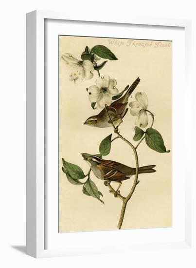 White Throated Finch-John James Audubon-Framed Art Print