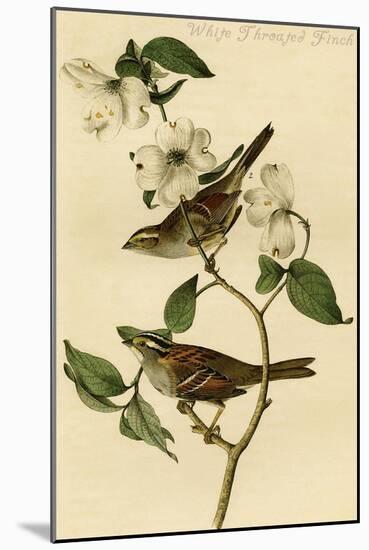 White Throated Finch-John James Audubon-Mounted Art Print