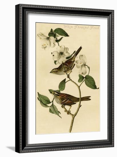 White Throated Finch-John James Audubon-Framed Art Print