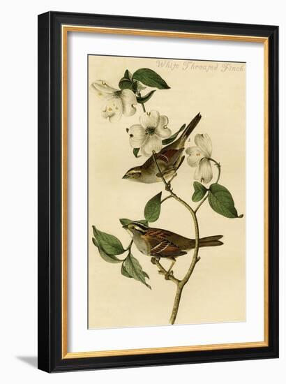 White Throated Finch-John James Audubon-Framed Art Print