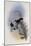 White-Throated Oreopyra, Oreopyra Leucaspis-John Gould-Mounted Giclee Print