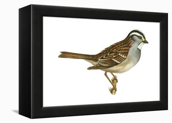 White-Throated Sparrow (Zonotrichia Albicollis), Birds-Encyclopaedia Britannica-Framed Stretched Canvas