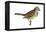 White-Throated Sparrow (Zonotrichia Albicollis), Birds-Encyclopaedia Britannica-Framed Stretched Canvas