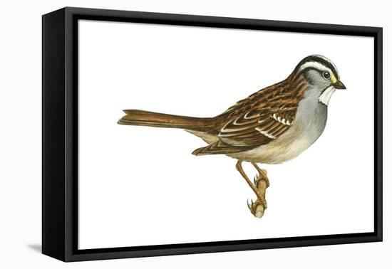 White-Throated Sparrow (Zonotrichia Albicollis), Birds-Encyclopaedia Britannica-Framed Stretched Canvas