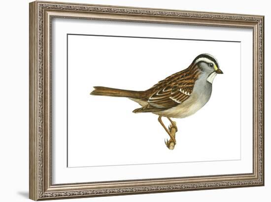 White-Throated Sparrow (Zonotrichia Albicollis), Birds-Encyclopaedia Britannica-Framed Art Print