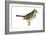 White-Throated Sparrow (Zonotrichia Albicollis), Birds-Encyclopaedia Britannica-Framed Art Print
